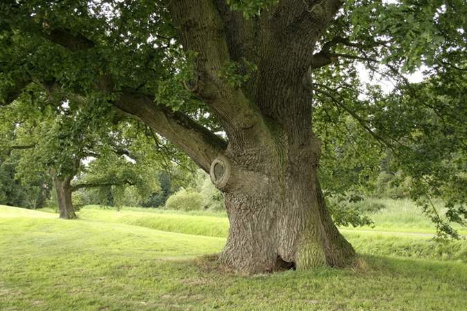 Деревья-целители и деревья-вампиры: какие стволы обнимать, чтобы быть здоровым фото 1